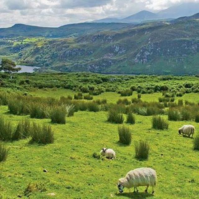 Honeymoon Fund - Ireland
