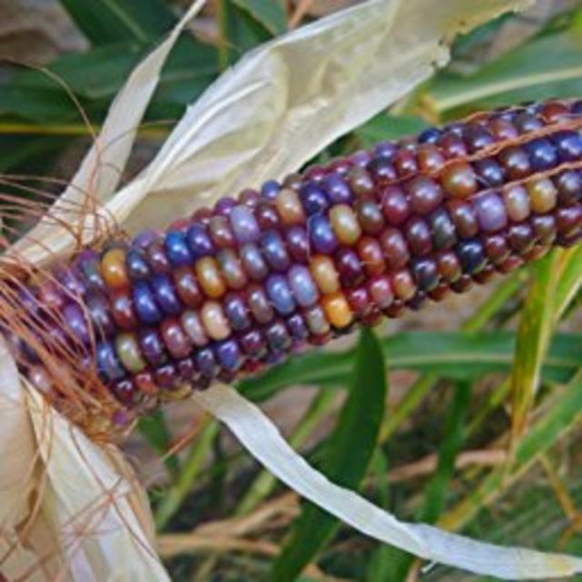 Glass Gem Indian Corn Heirloom Seed - The Most Beautiful Corn in the World!