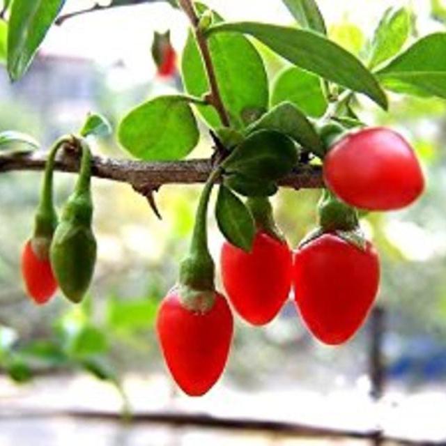 100 HIMALAYAN TIBETAN GOJI BERRY WOLFBERRY FRUIT Bush Lycium Barbabarum Seeds by Seedville