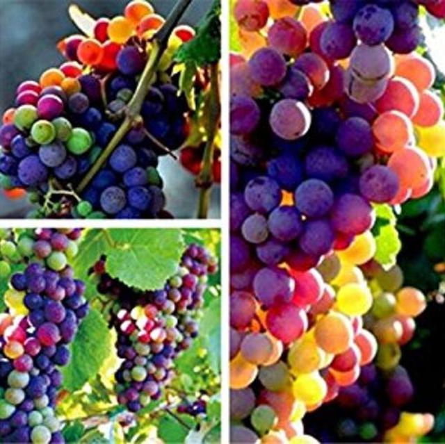 FD3628 Organic Rainbow Grape Seeds Sweet Grapevine Vine Home Garden Plant 10PCs