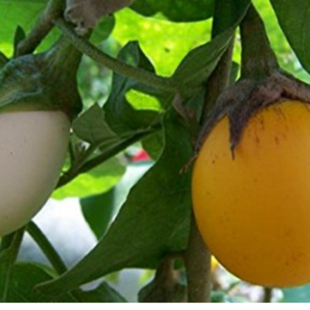 Egg Tree 15 Seeds-Grow Indoors/Out-Edible Fruit