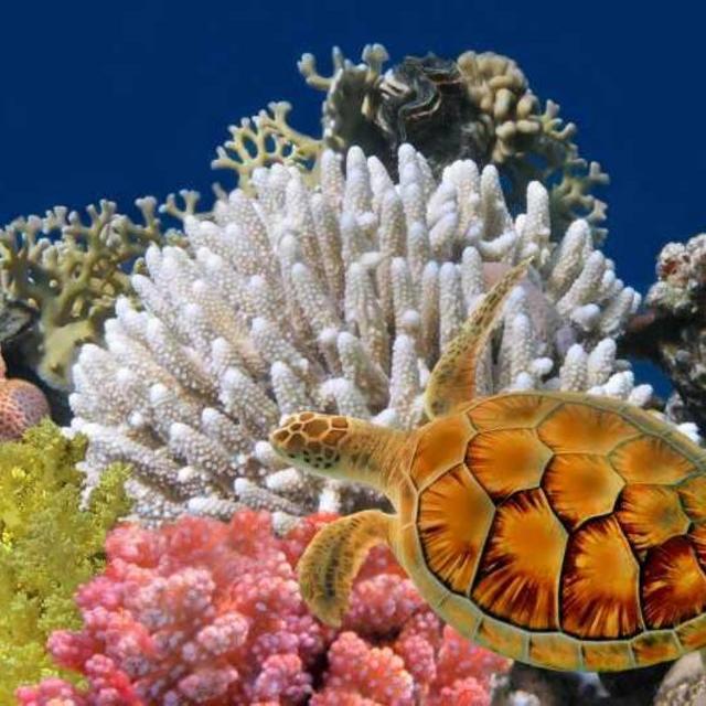 Snorkel Adventure in Coral Island, Thailand