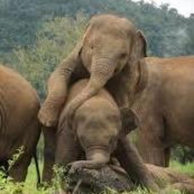 Elephant Nature Park