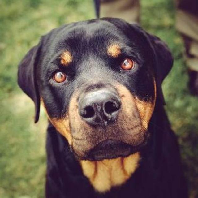 Donation to the Cleveland Animal Protective League