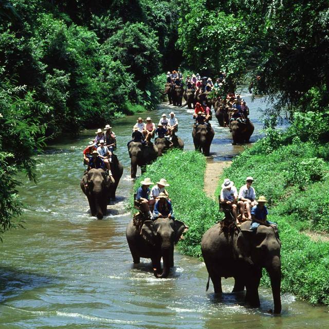 Elephant Safari