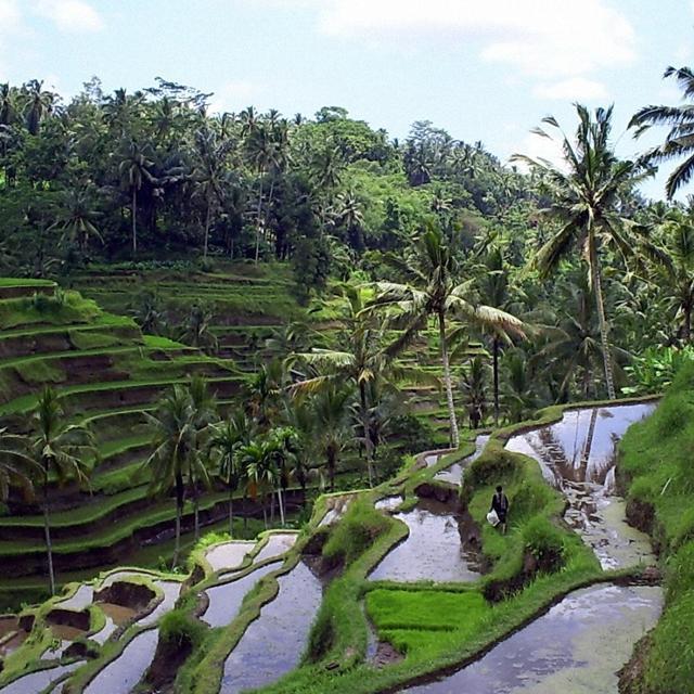 Trip to Ubud
