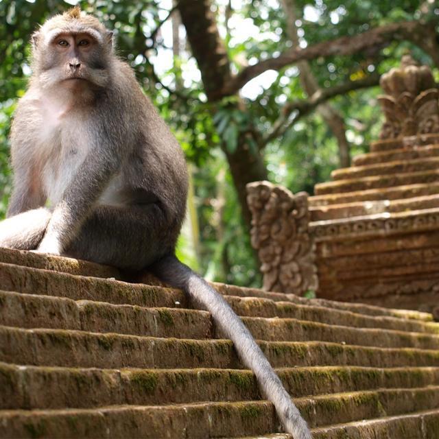 Trip to the Monkey Temple