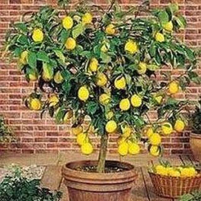 Lemon Tree