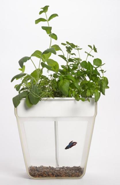 'Aquafarm' Aquaponic Indoor Garden with Self Cleaning Fish Tank