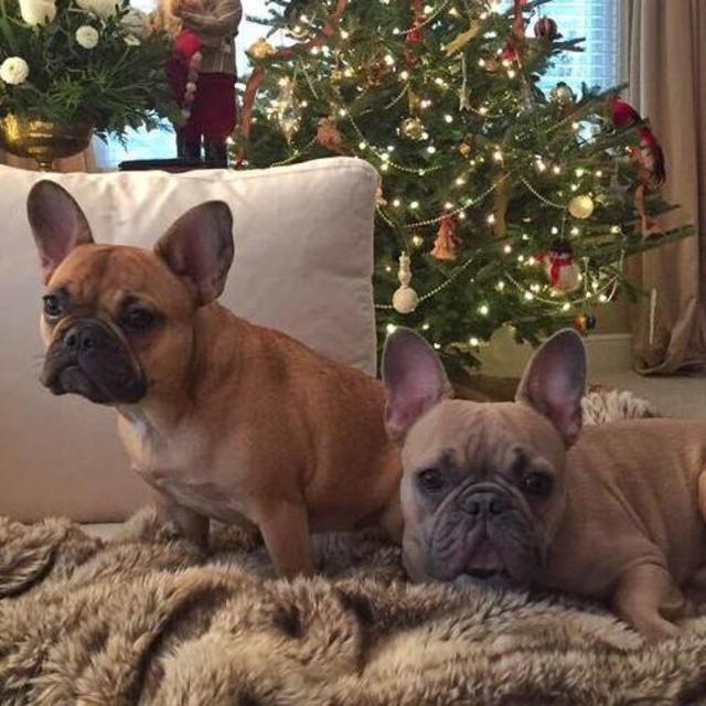 Dogsitter Fund