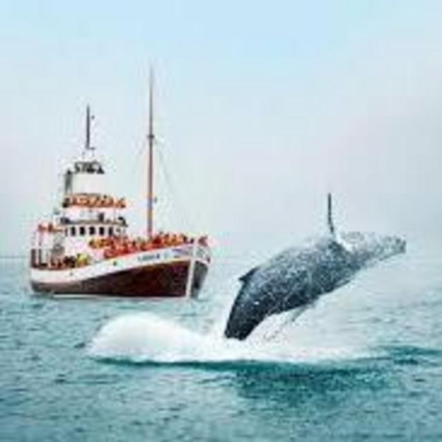 Whale Watching Ticket #1