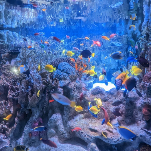 Aquarium Ticket #2- 1 Adult