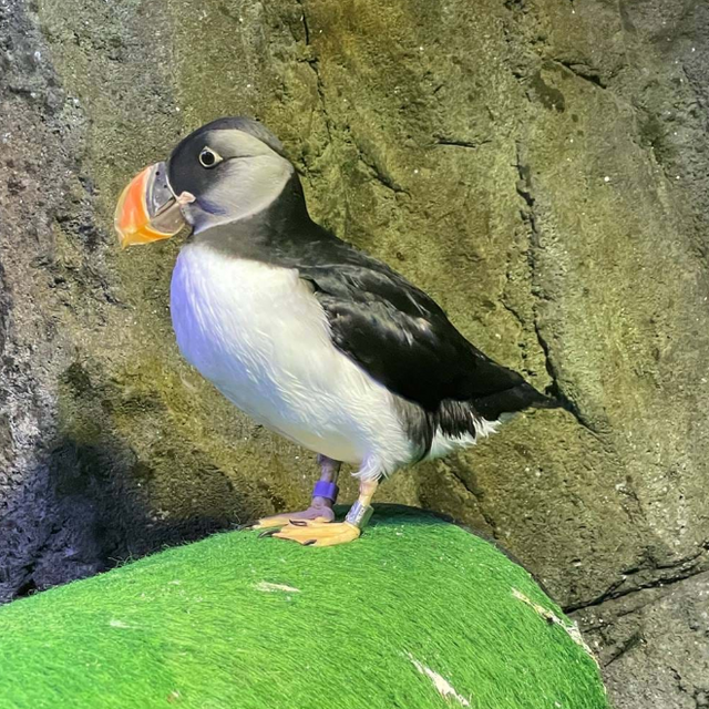 Sea Life Trust Ticket #2