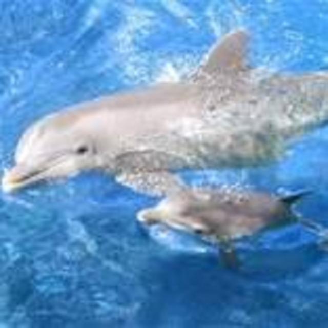 Swimming with dolphins in Moorea