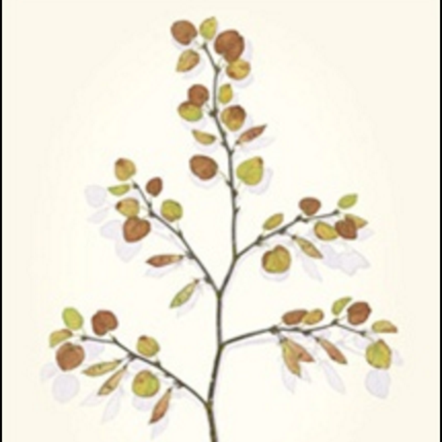 Watercolor art by Sally Owens