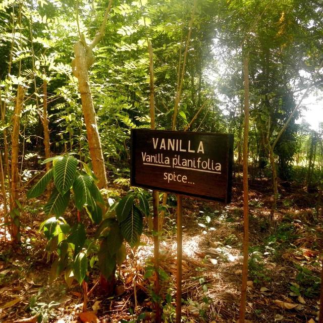 Zanzibar Spice Tour