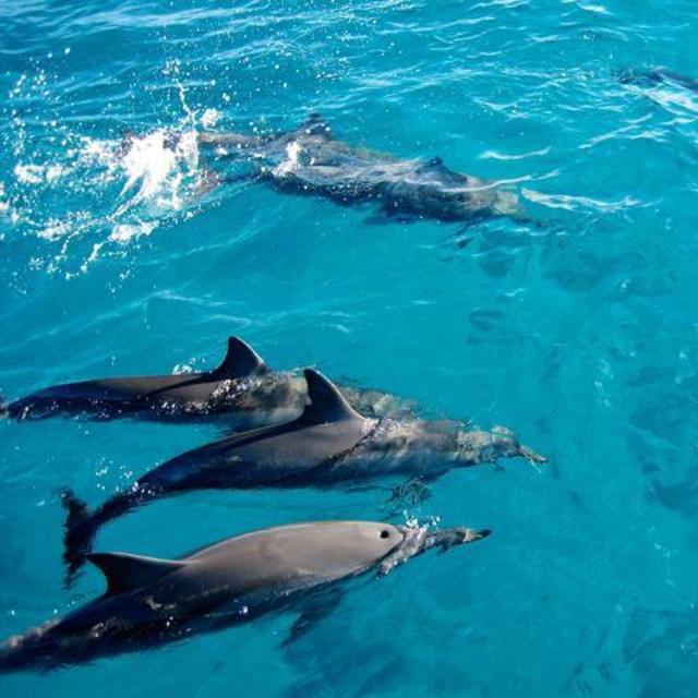 Swimming with Dolphins in Zanzibar