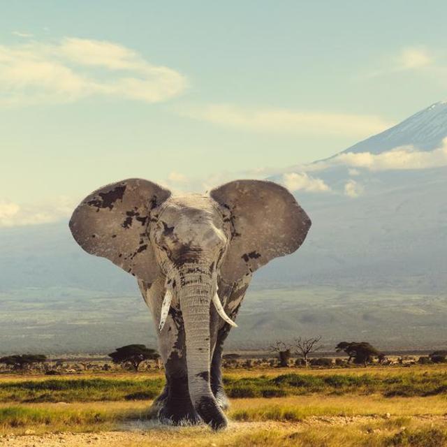 Tanzania Safari Day 3