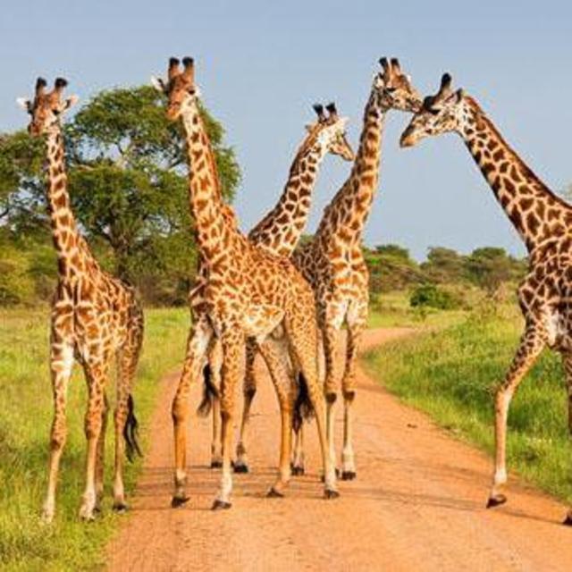 Tanzania Safari Day 5