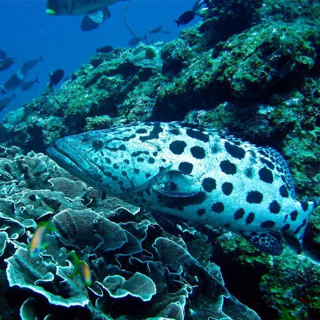 Scuba Diving in Zanzibar