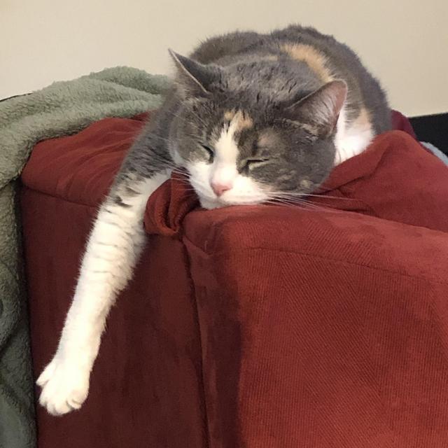 Cat Sitter for Stella During Our Honeymoon