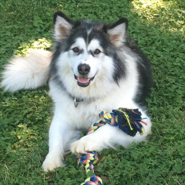 A Year Subscription of BarkBox for Madison