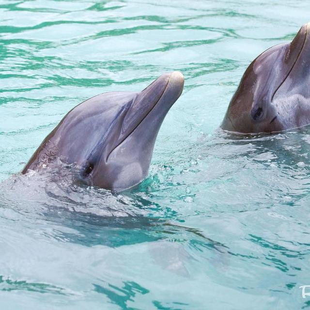 Swimming with Dolphins, Jamaica