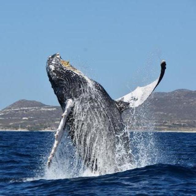 Whale Watching - Honeymoon in Cabo