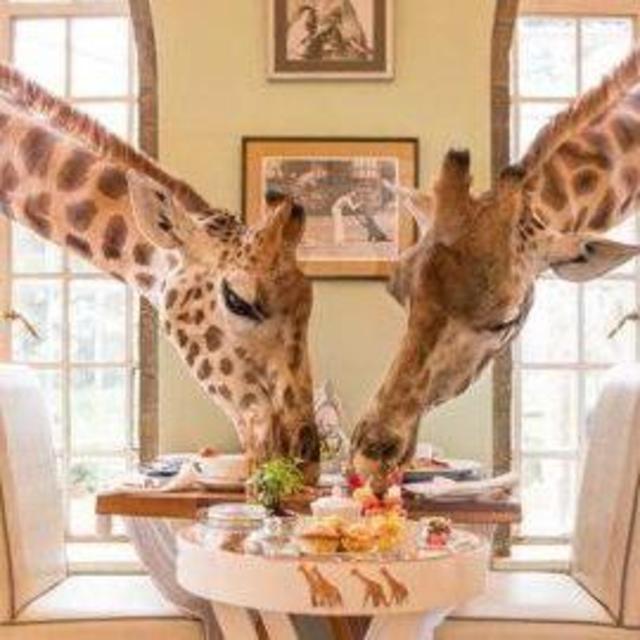 South African Safari and Mauritius Honeymoon Fund