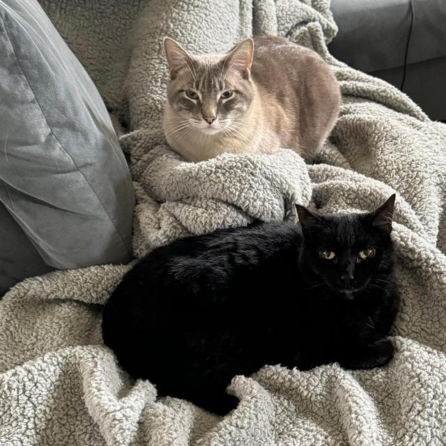 Cat Treats <3