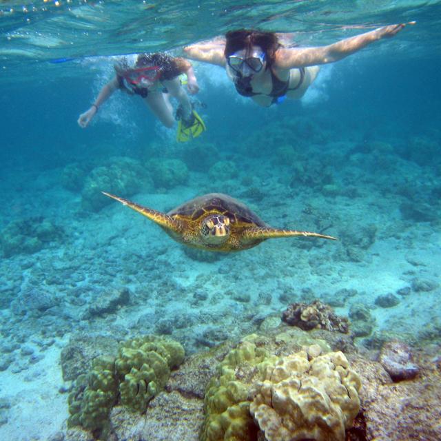 Barbados glass boat tour & swim with sea turtles