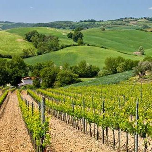 Italian Vineyard Visit + Wine Tasting