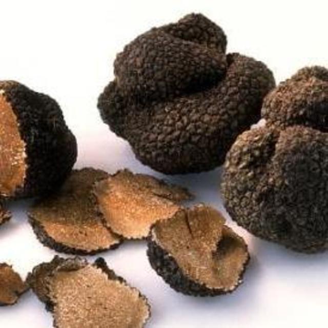Send us foraging for mushrooms and truffles in Provence!