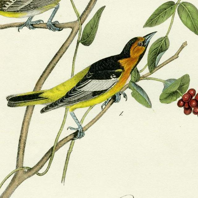 New York City Birding classes