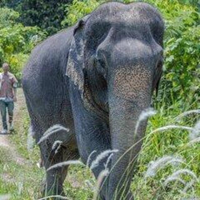 Honeymoon Elephant Sanctuary Tour