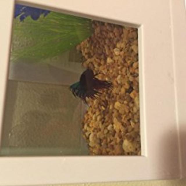 Umbra FishHotel Aquarium