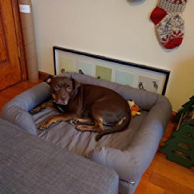PetFusion Ultimate Pet Bed & Lounge in Premium Edition with Solid Memory Foam [Replacement covers available]