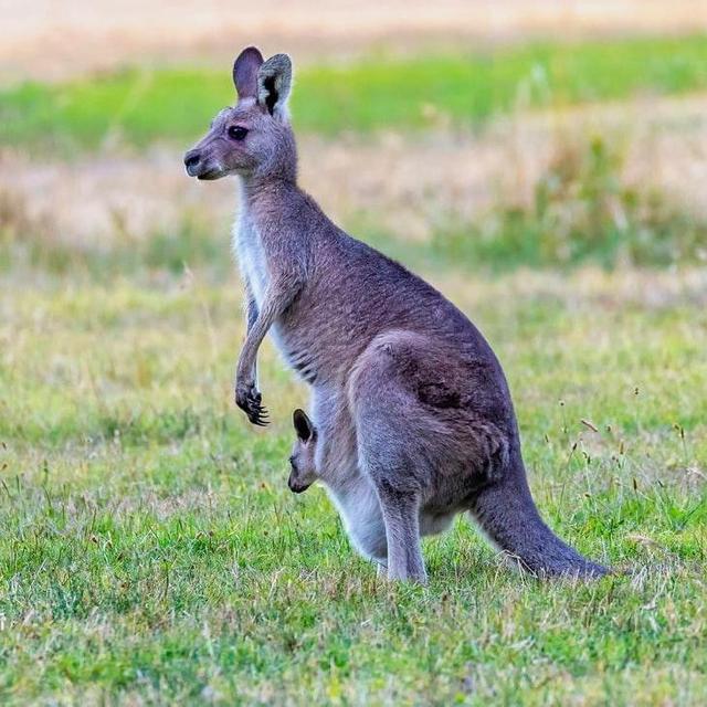 Hamilton Island Wildlife Park Entrance for Two
