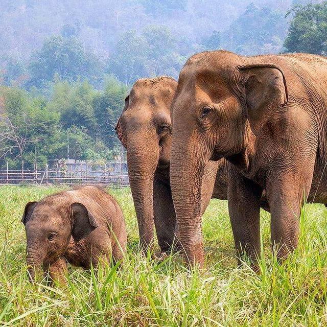 Playing with the Elephants!