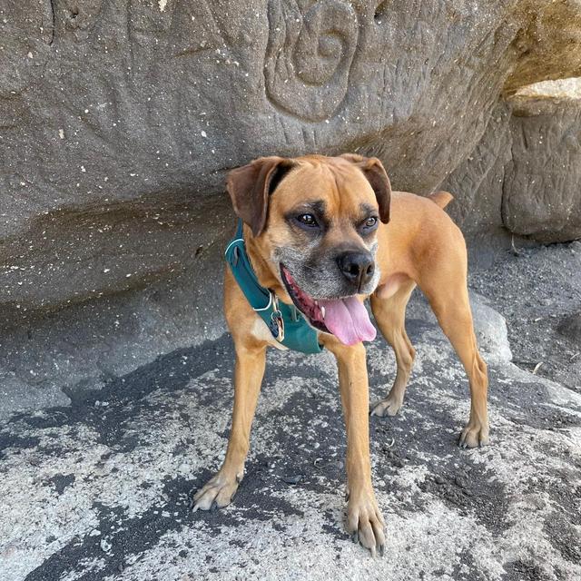 Pet Care For Our Honeymoon