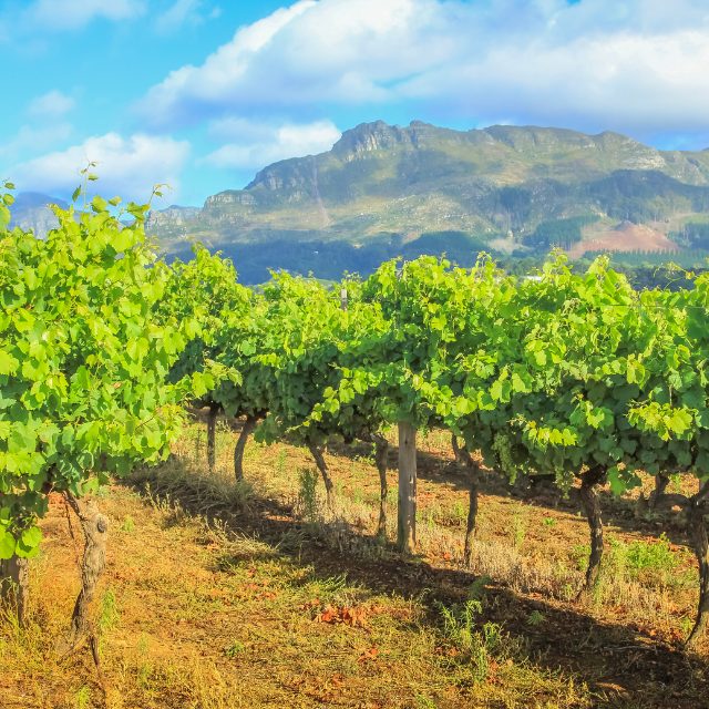 Cape Winelands Experience