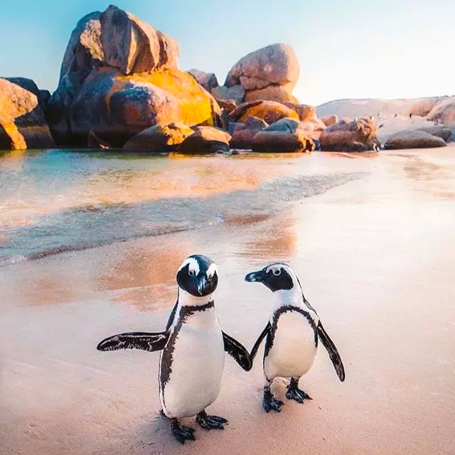 Cape Peninsula Experience