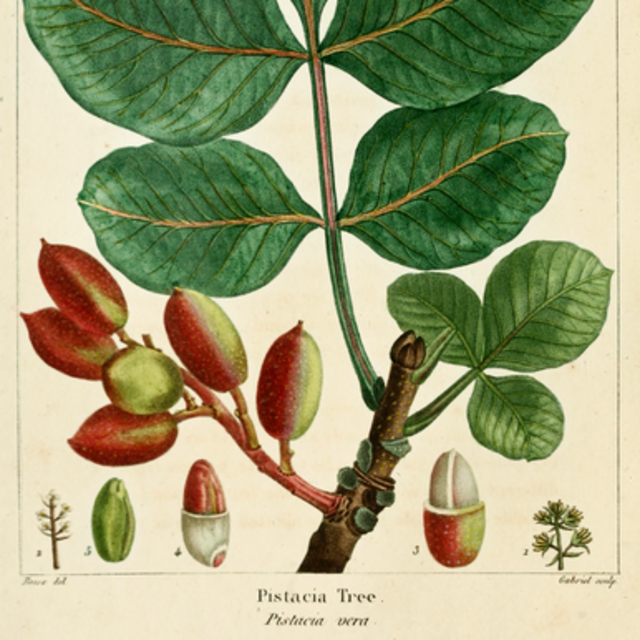 Pistacio tree