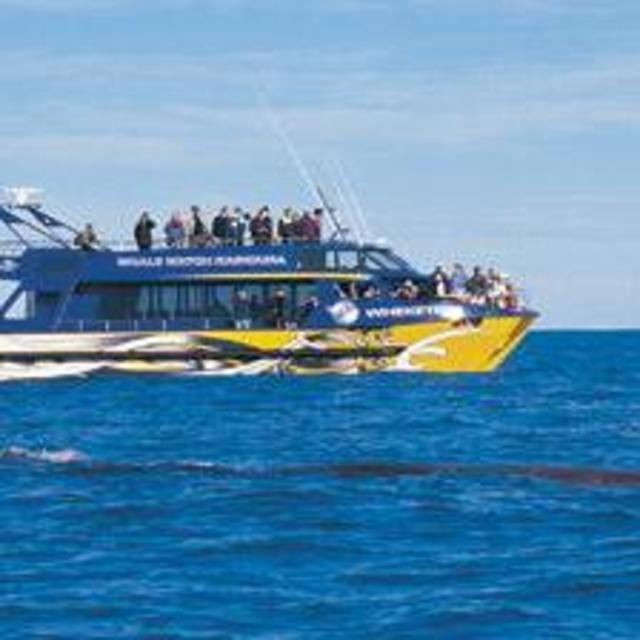 Whale Watch Kaikoura
