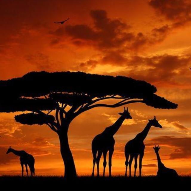 Sunset Safari Cruise