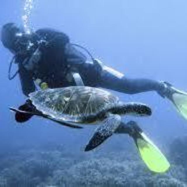 Scuba Diving in Mozambique
