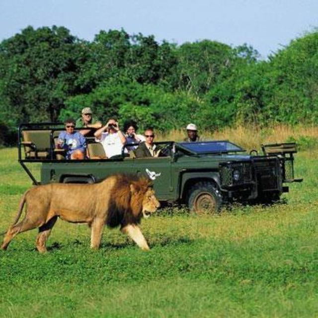 Safari Game Drives