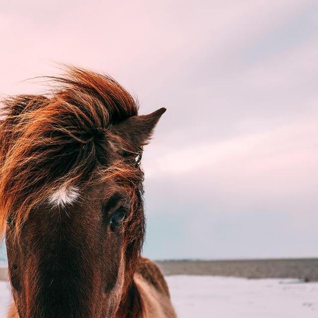 Horseback Riding on the Beach
