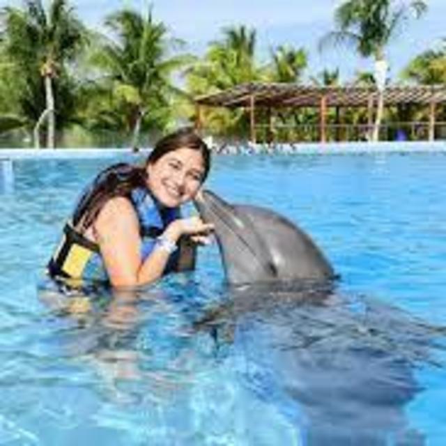 Swimming with the Dolphins