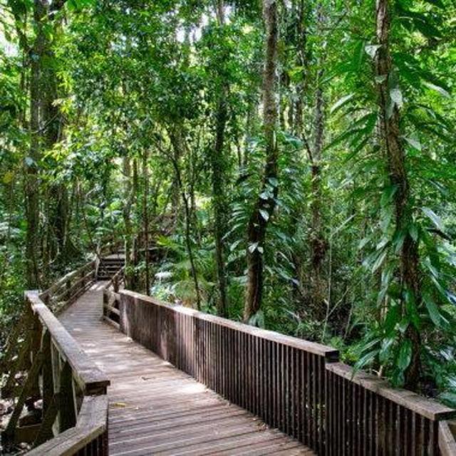 Daintree Rainforest Walking Tour (Daintree Rainforest)